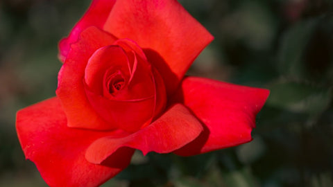 Paco Rose Parfümü Neden Herkesin Favorisi Oldu?